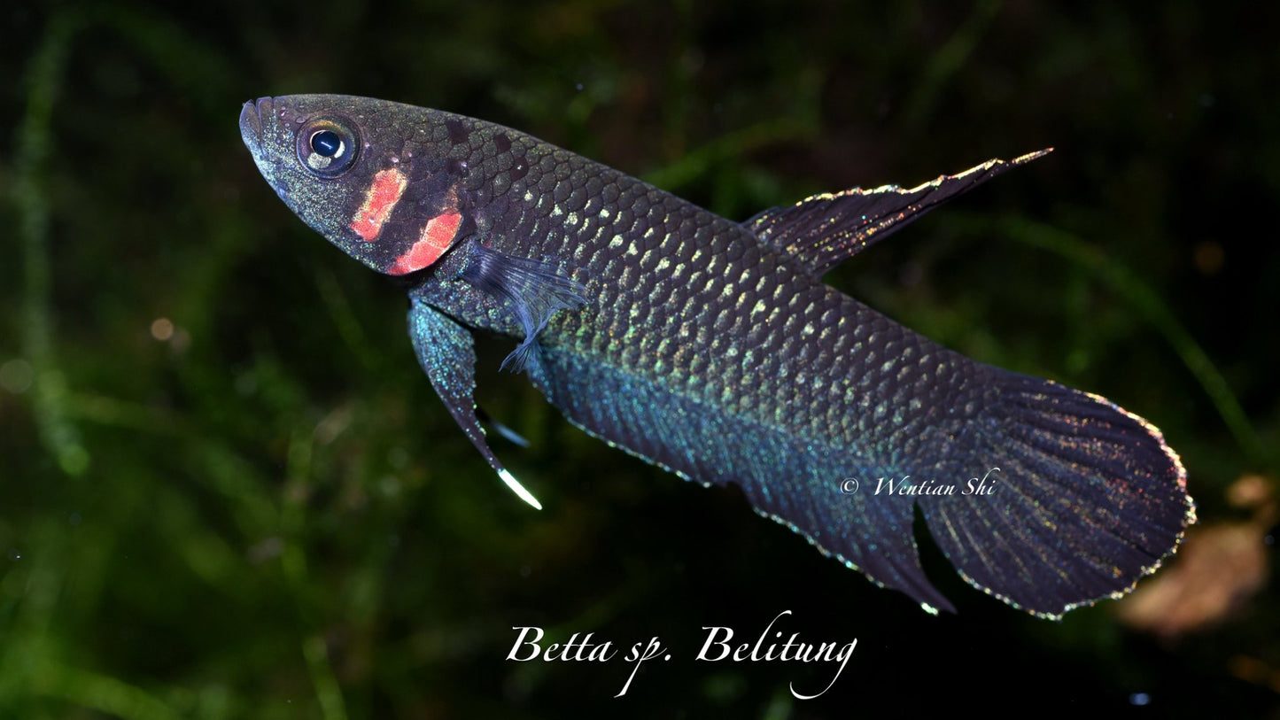 Sp. Belitung