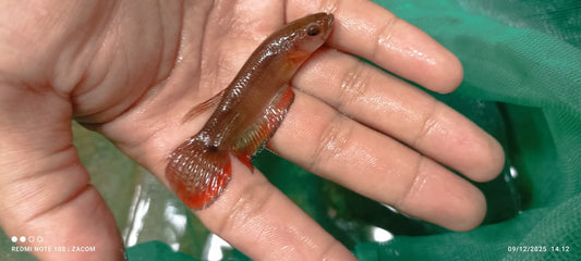 Betta Sp. Hensa - Paparadscha -