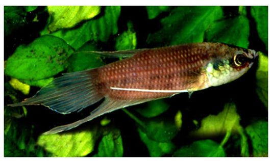 Betta Schelleri