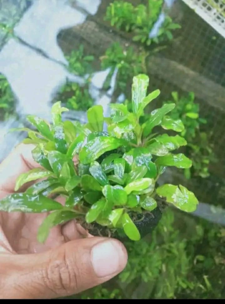 Buce Phalandra