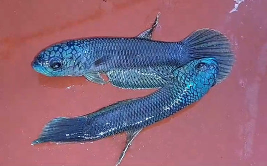 Antuta Full Blue Super Grade