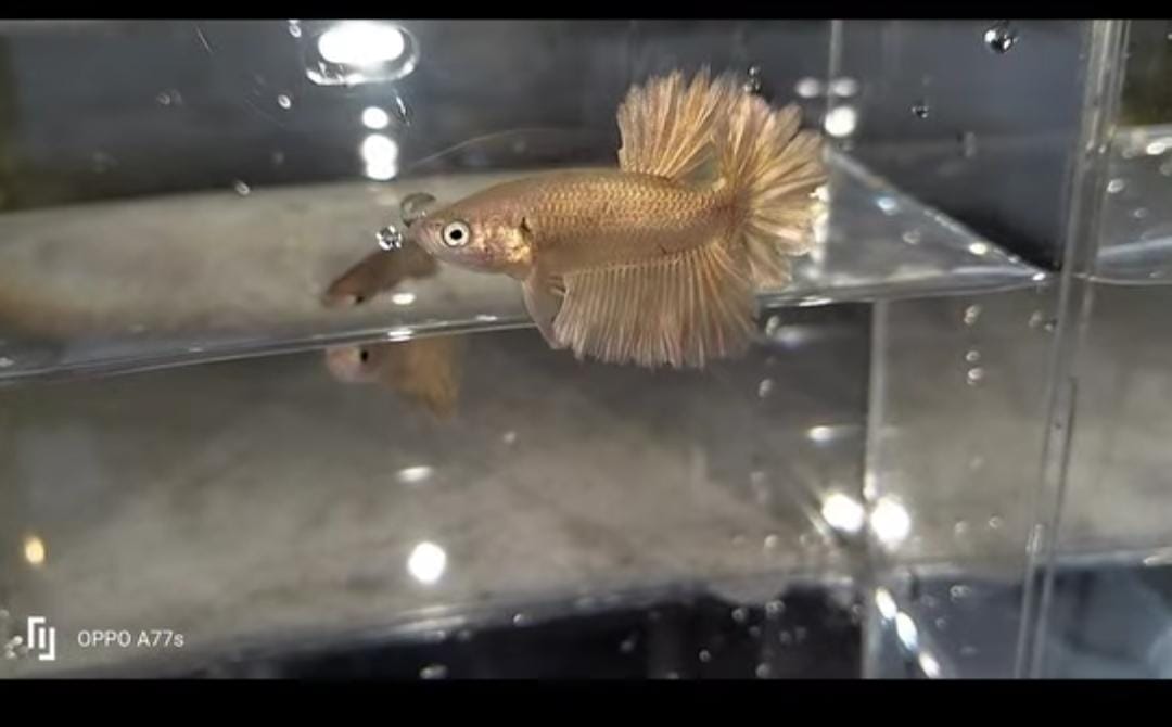 Betta Feather Gold