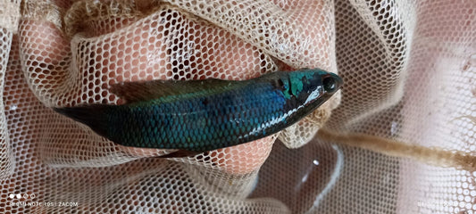 Patoti Sp. Blue Passer