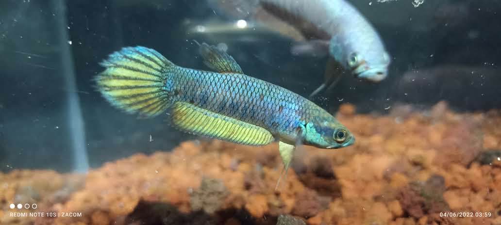 Patoti Sp. Blue Passer
