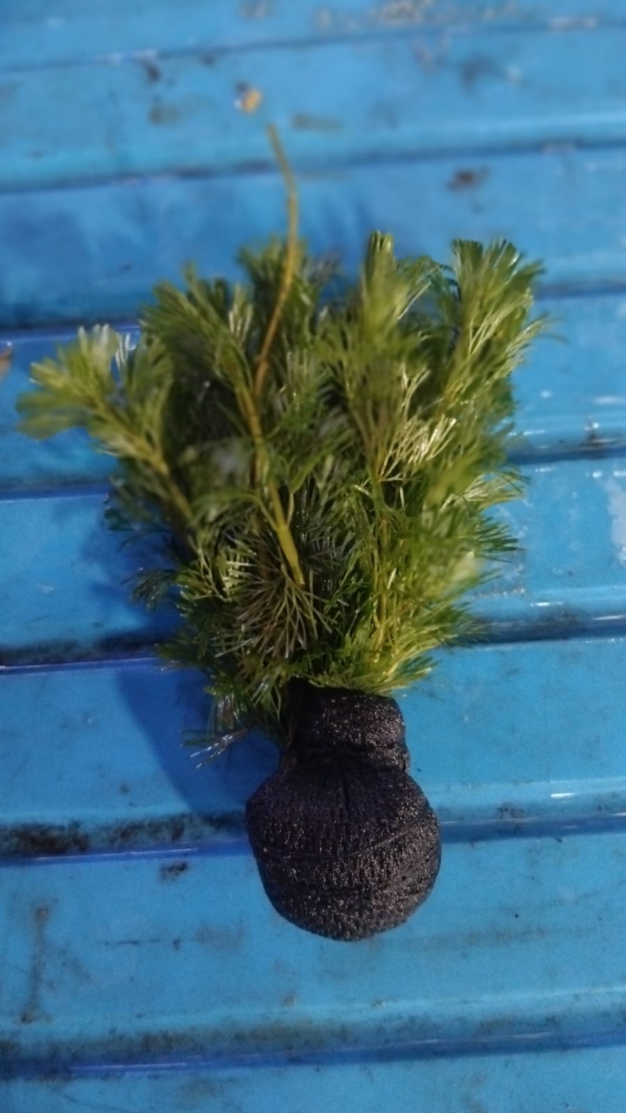 Kabomba green