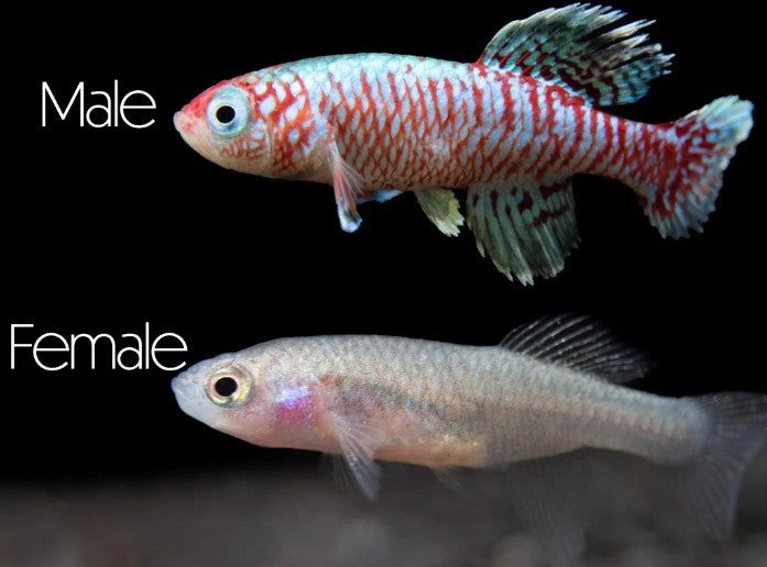 Blue Egger's Killifish (Nothobranchius eggersi)