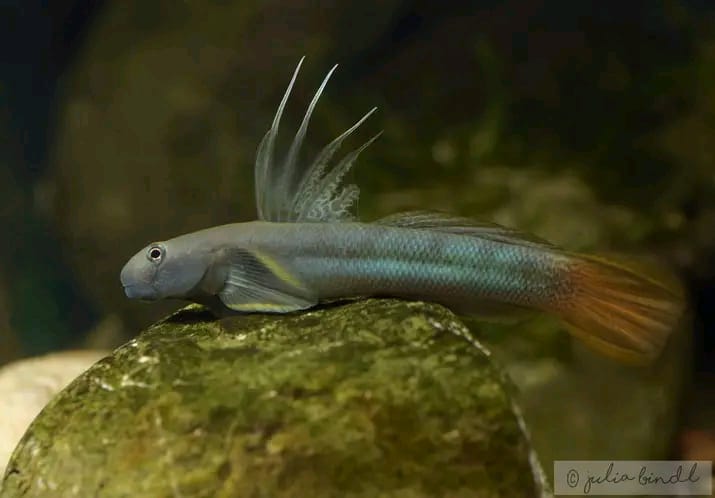 Longfilis Goby