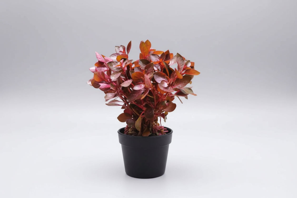 Ludwigia sp red