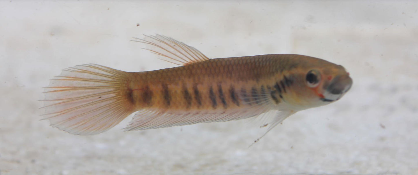 Patoti Sp. Badak