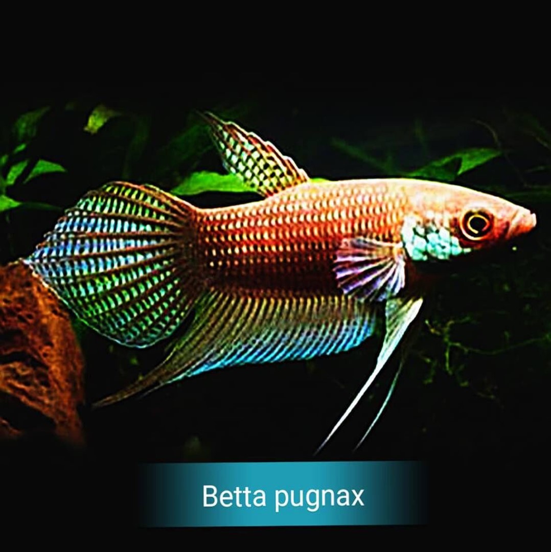 Betta pugnax