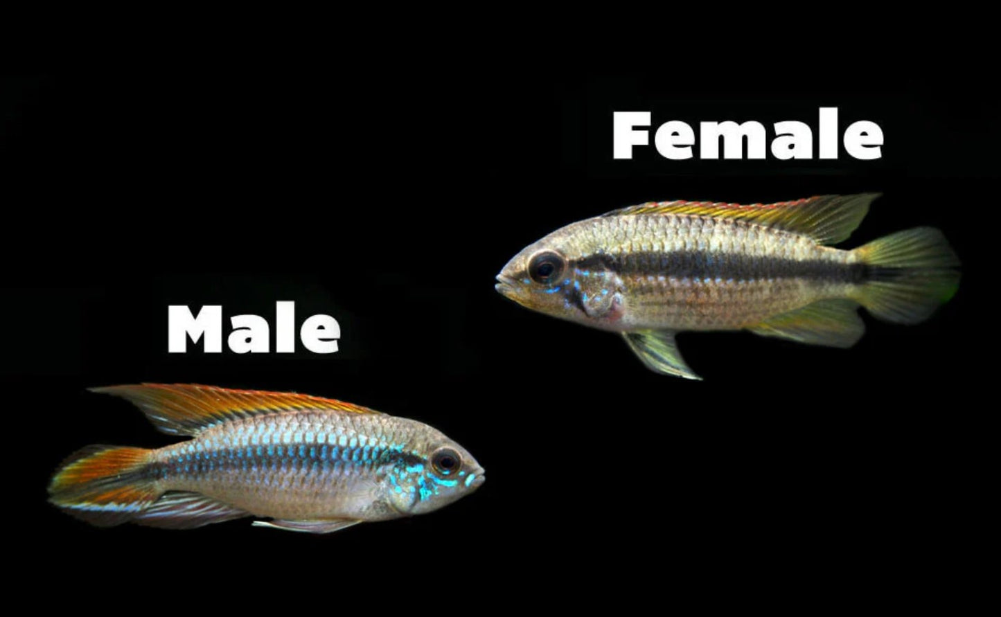 Double Red Agassizi's Dwarf Cichlid (Apistogramma cf. agassizii)