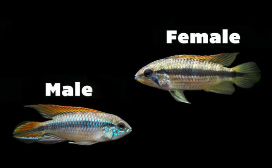 Double Red Agassizi's Dwarf Cichlid (Apistogramma cf. agassizii)