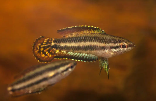 Parosphromenus Quindecim