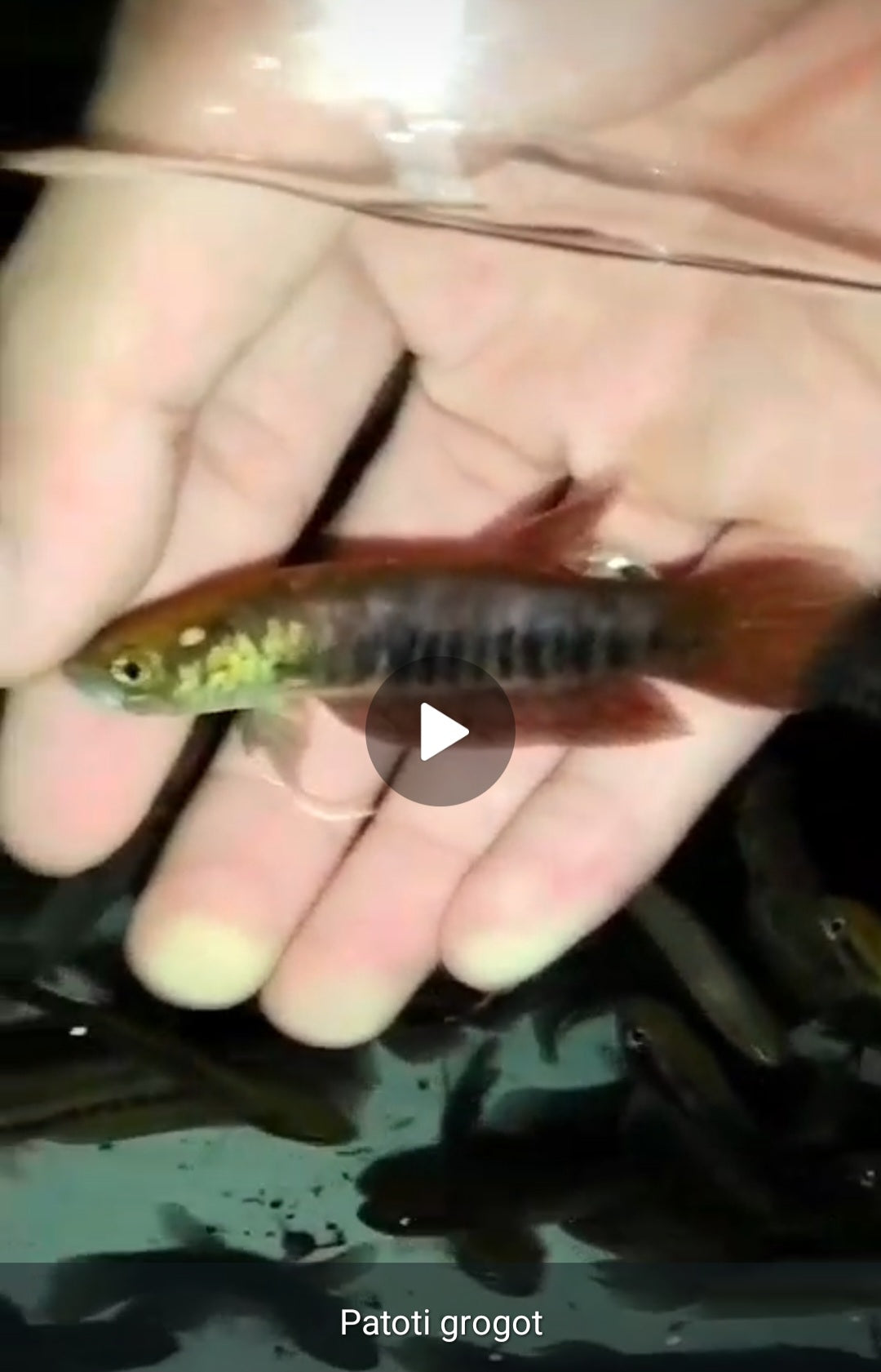 Patoti Sp. Grogot Red