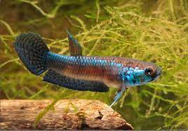 Unimac Lamtimojang wild