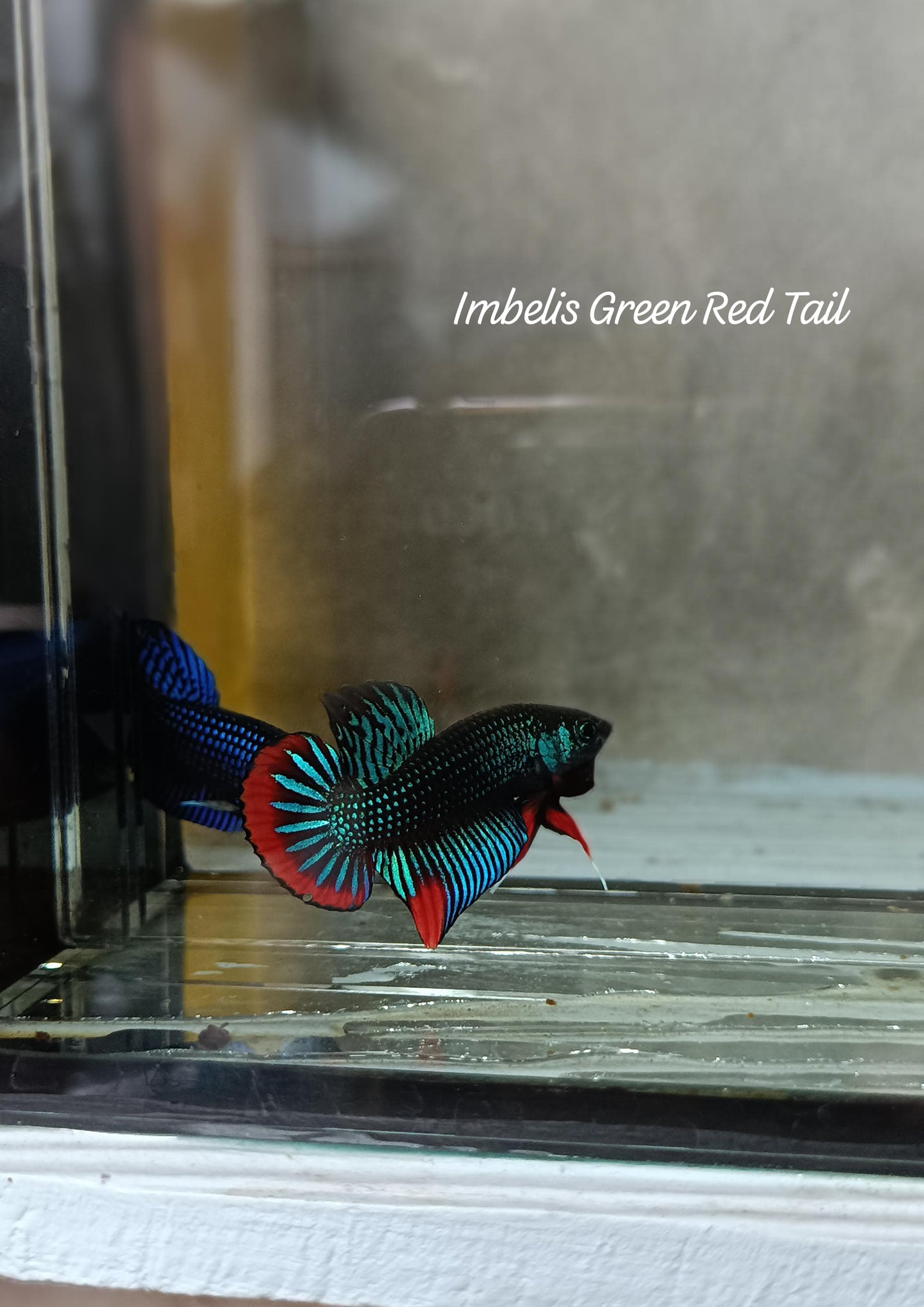 Imbelis Red Tail