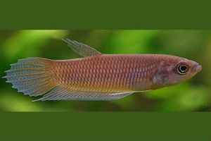 Giant Betta - Betta anabatoides -