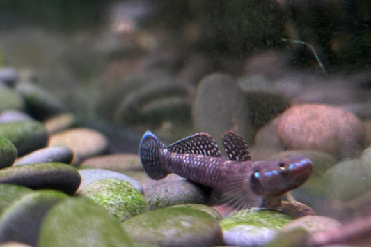 Black Kumpai Goby