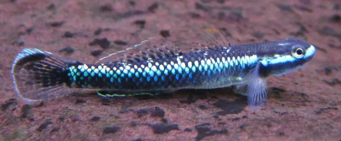 Blue Neon Goby