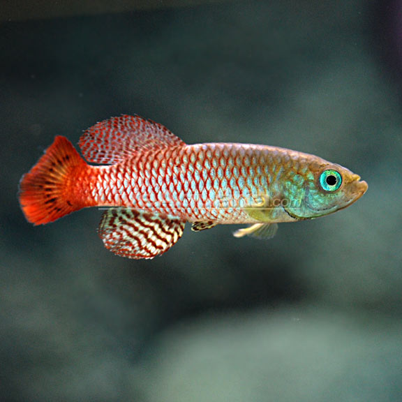 Gunther's Blue Zanzibar Killifish (Nothobranchius guentheri)