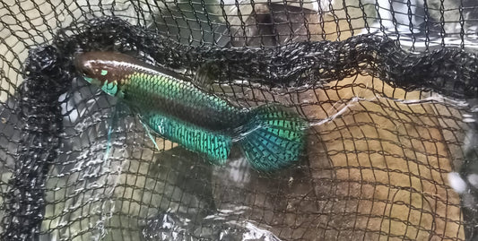 Betta Nawai sp. Belayan