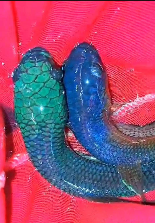 Antuta Full Blue Super Grade