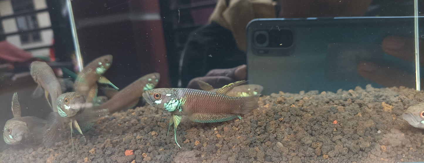 Betta Nawai sp. Belayan