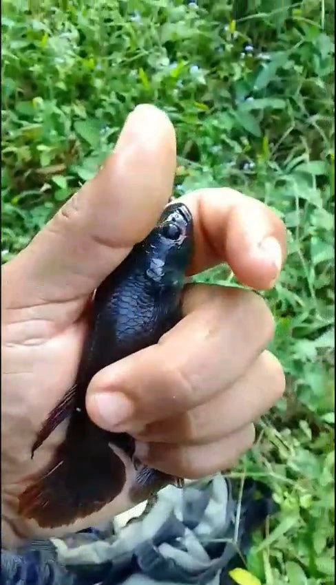 Betta Idei Sp. Wilas