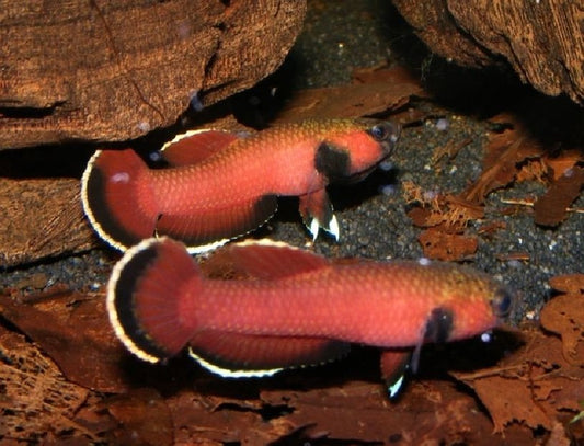 Channoides - Melak Jumbo