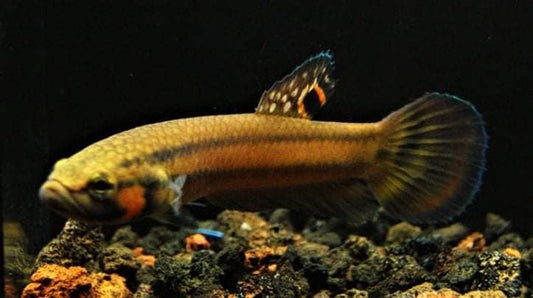 Macrostoma - Miri / Marudi