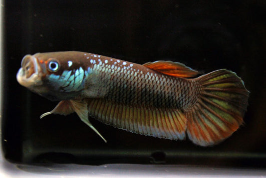 Patoti Sp. Red Passer