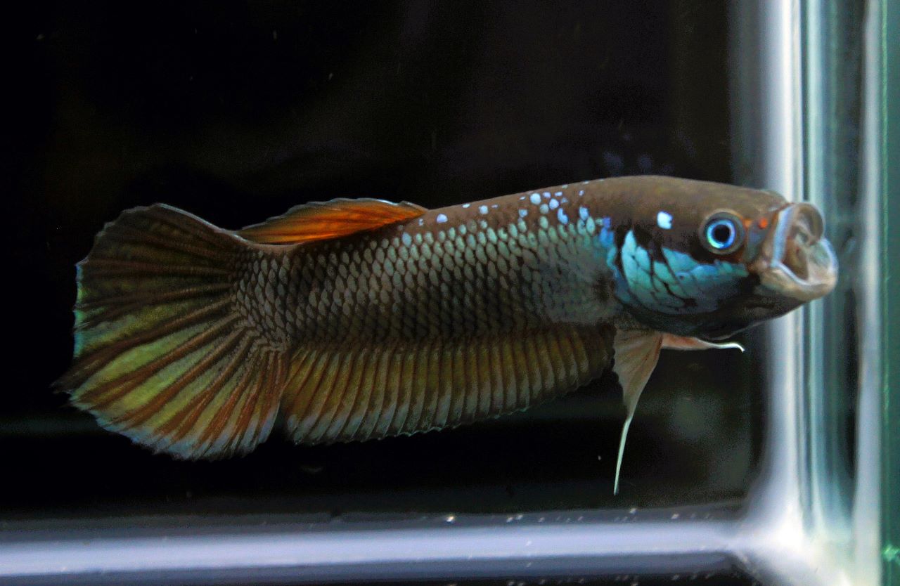 Patoti Sp. Red Passer