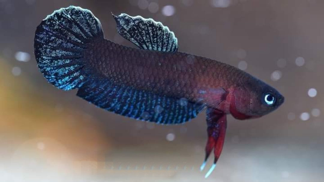 Betta Persephone