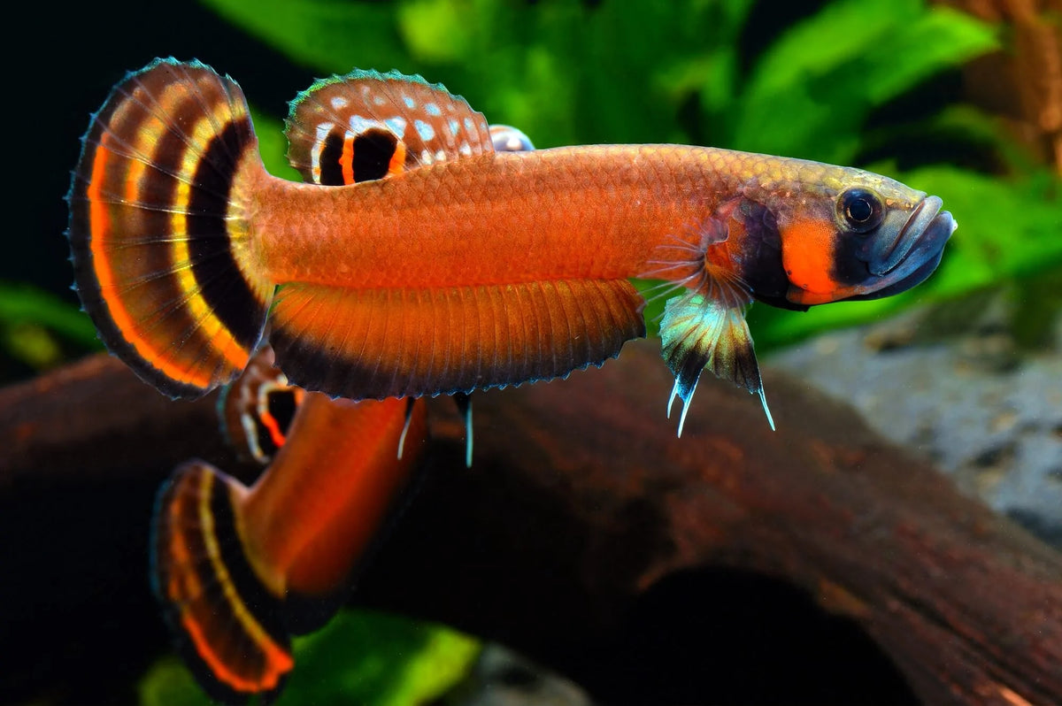 Collections – Wild Exotic Bettas