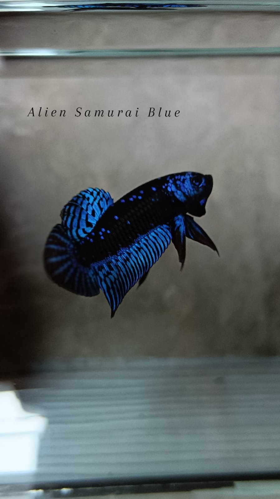 Betta Alien