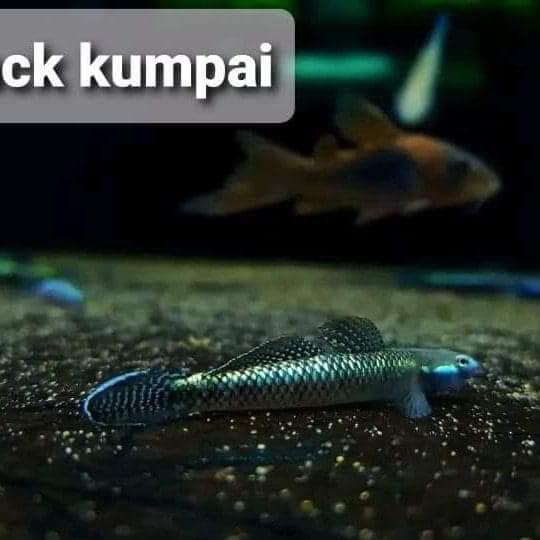 Black Kumpai Goby