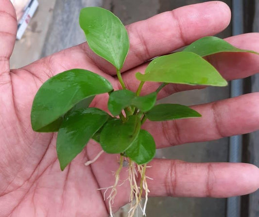 Anubias Golden