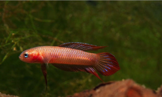 Burdigala