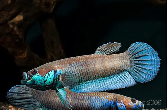 Palifina Sp. Sekurau