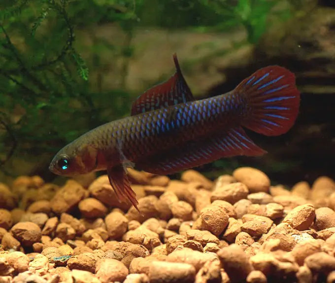 Uberis