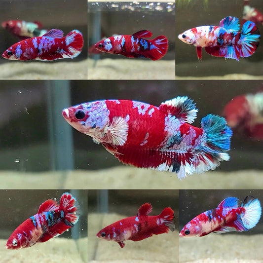 Galaxy Betta