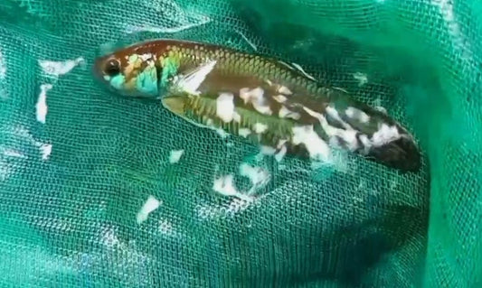 Betta Sp. Hensa - Paparadscha -