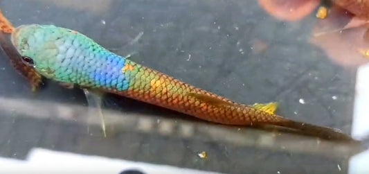 Ocellata Sp. C