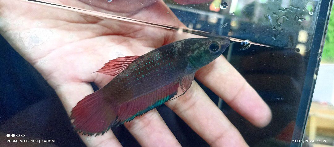Betta sp. Heniik