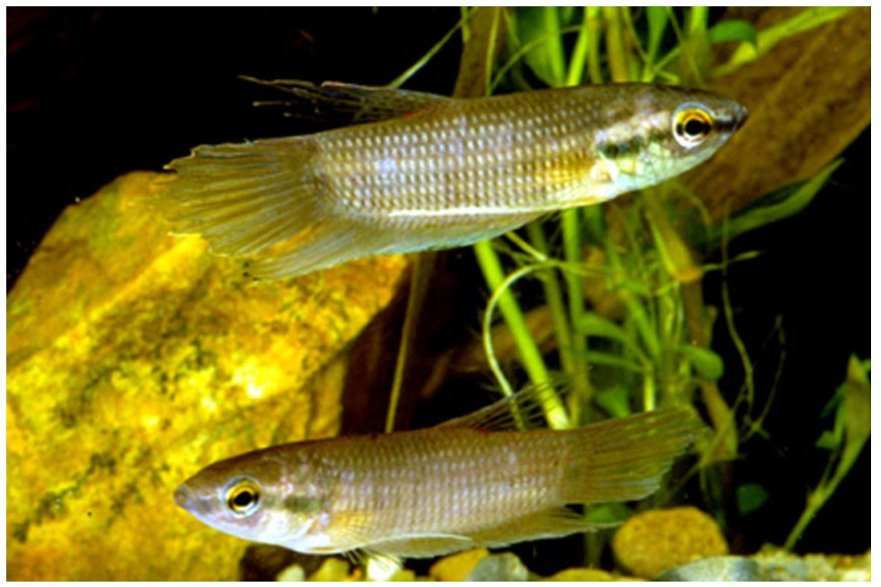 Betta Schelleri