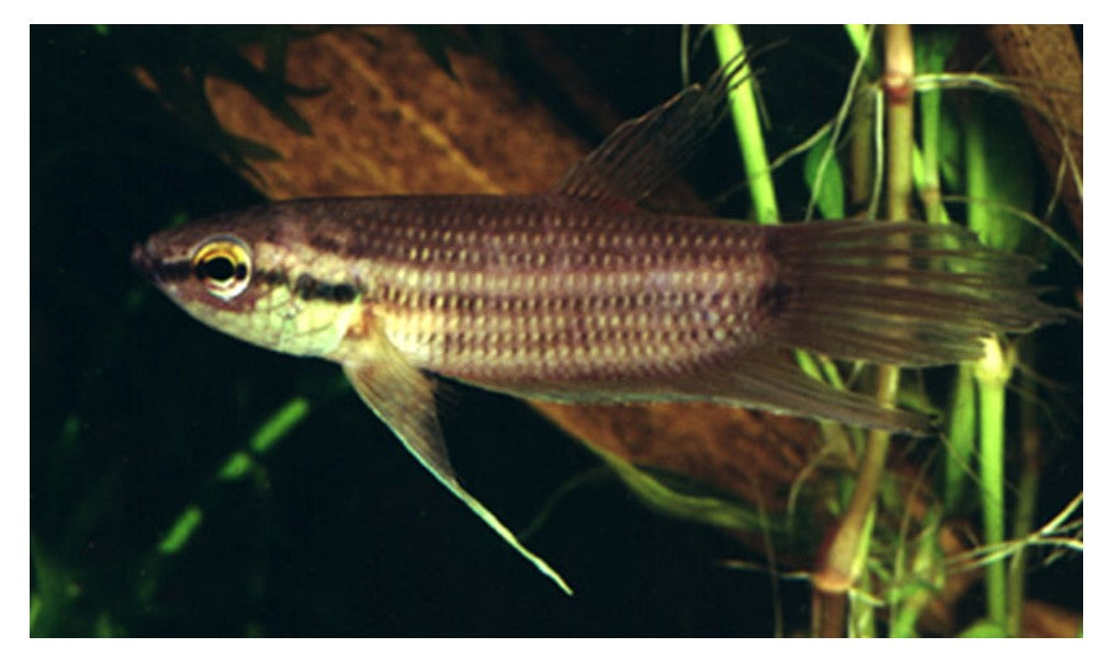 Betta Schelleri