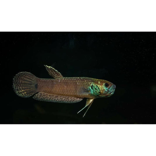 Ocellata Sp.Bontang