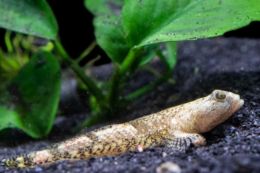 Indonesian Dragon Micro Goby (Schismatogobius risdawatiae)