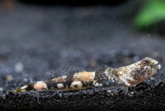Indonesian Dragon Micro Goby (Schismatogobius risdawatiae)