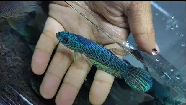 Antuta Full Blue